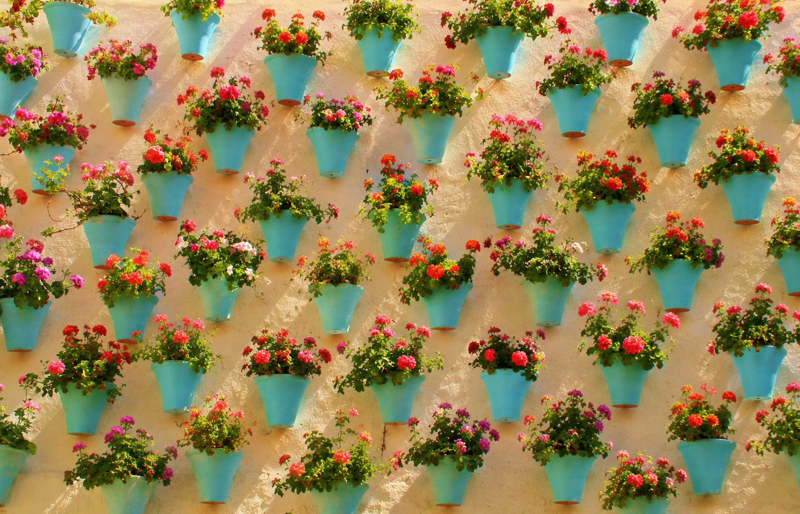 Blue flower pots of geraniums on a sunlit wall in Cordoba